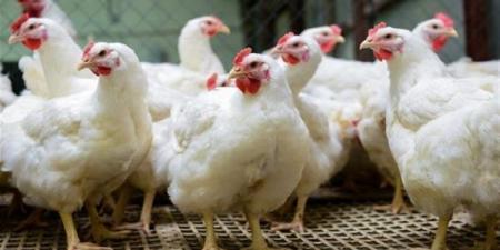 أسعار الفراخ اليوم الأحد 9 نوفمبر 2025 في المحلات والأسواق