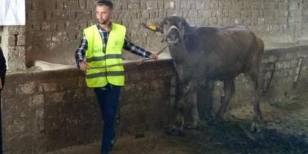 الأورمان تسلم 2641 رأس ماشية للأسر الأولى بالرعاية بالشرقية