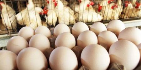 تحديث أسعار الفراخ والبيض اليوم الإثنين 10-11-2025 في مصر