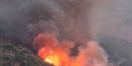 من "ذهب أبيض" إلى رماد أسود.. إسرائيل تحرق أكبر غابة صنوبر لبنانية في الشرق الأوسط