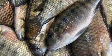 سعر السمك اليوم الأحد في سوق العبور والأسواق المحلية