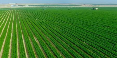 حسام راشد: الحفاظ على الرقعة الزراعية واجب وطني ودعم الاستثمار بالأراضي الصحراوية أولوية