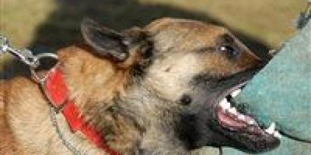 كلب ضال يعقر 5 أشخاص فى إحدى قرى منشأة القناطر بالجيزة