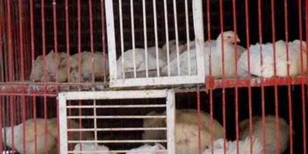 كم سعر كيلو الفراخ البيضاء اليوم الثلاثاء 18 نوفمبر 2025 في السوق المحلي؟