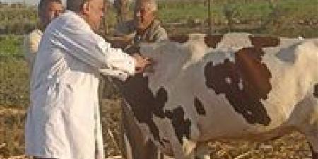بيطري المنيا: تحصين 215 ألف رأس ماشية ضمن الحملة القومية ضد الحمى القلاعية وحمى الوادي المتصدع