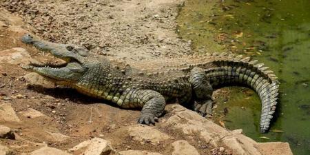 ذعر في الشرقية.. تماسيح تتجول بمصرف مائي وتحرك عاجل من المحافظة