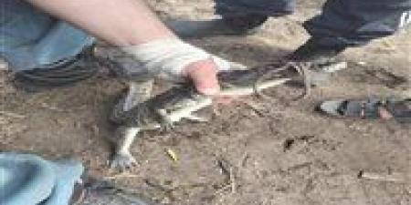 بعد أسبوع من الرصد والمطاردة.. اصطياد تمساح الزوامل في الشرقية