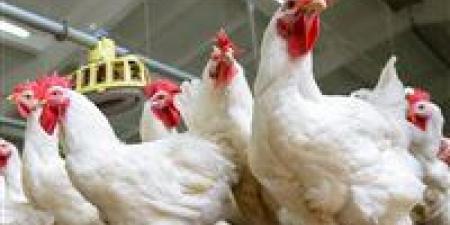 هبوط كبير في أسعار الدواجن والبيض اليوم الخميس