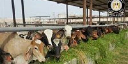 المركز الإعلامي لمجلس الوزراء يوضح حقيقة نفوق 500 رأس ماشية بالمنوفية