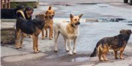 الخدمات البيطرية: نعمل على إبعاد الكلاب الضالة عن المناطق السكنية