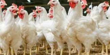 أسعار
      الفراخ
      اليوم
      الأحد
      21
      ديسمبر
      2025