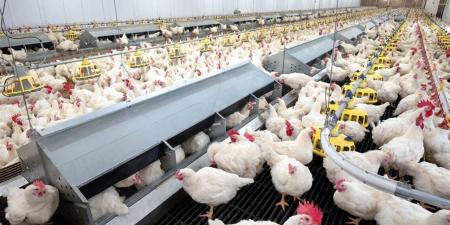 أسعار
      الدواجن
      في
      السويس
      اليوم
      الإثنين
      22
      ديسمبر
      2025