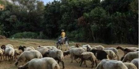 بعد
      ارتفاع
      الطلب
      عليها..
      هكذا
      أصبحت
      أسعار
      المواشي
      قبيل
      العيد