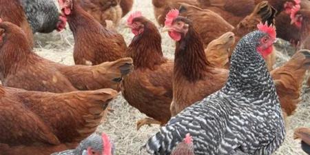 أسعار
      الفراخ
      الأبيض
      والبلدي
      والساسو
      اليوم
      الثلاثاء
      في
      مصر