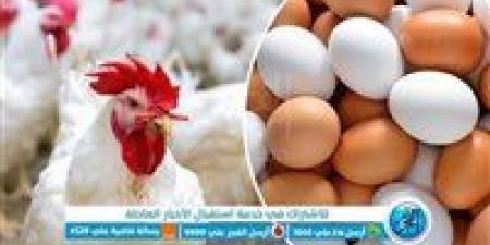 أسعار
      البيض
      اليوم
      الخميس
      في
      محافظة
      الغربية