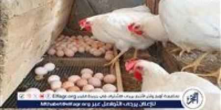 بورصة
      الدواجن..
      أسعار
      الفراخ
      البيضاء
      اليوم
      الخميس
      25-12-2025
      في
      قنا