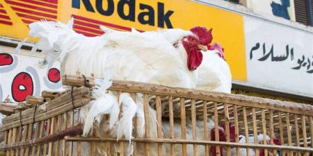 أسعار الفراخ في الأسواق اليوم السبت (البيضاء والساسو والبلدي)