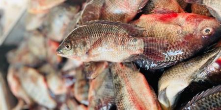 أسعار السمك اليوم السبت 4 أبريل 2026 في الأسواق المصرية