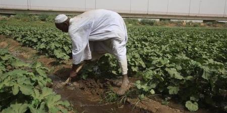 حزمة تمويلية جديدة لدعم المزارعين في السودان.. استعدادًا للموسم الصيفي