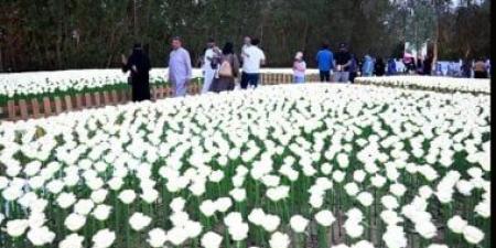 اهتمام بتحول مهرجان الزهور لوجهة سياحية في مدينة ينبع السعودية