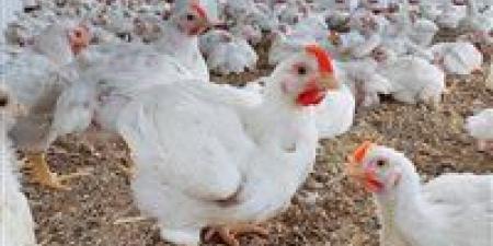 فرصة للمواطنين.. سعر الفراخ اليوم الأحد في مصر يسجل أرقام مناسبة قبل موجة ارتفاع محتملة