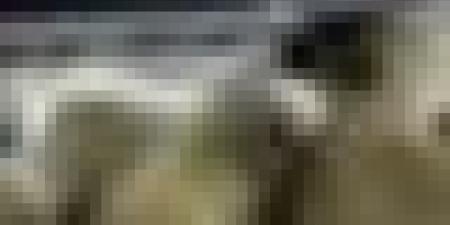 سكيكدة: وصول باخرة محملة بـ9400 رأس غنم قادمة من رومانيا تحسبا لعيد الأضحى