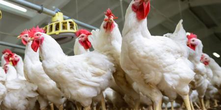 أسعار الدواجن البيضاء اليوم 6 إبريل 2026 في بورصة الدواجن