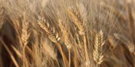 محافظ المنيا: تجهيز 42 موقعًا لاستقبال القمح بسعة 465 ألف طن استعدادًا لموسم 2026