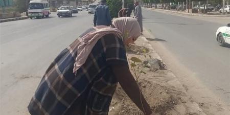 زراعة شتلات كافور بطريق مصر أسوان الزراعي بالمنيا