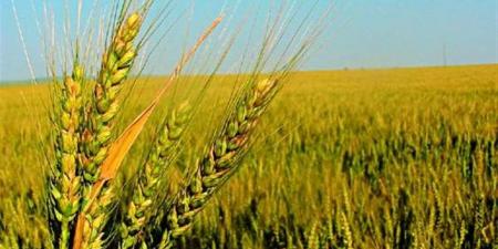 "زراعة الجيزة": تشكيل لجان استلام القمح والالتزام بالضوابط المنظمة