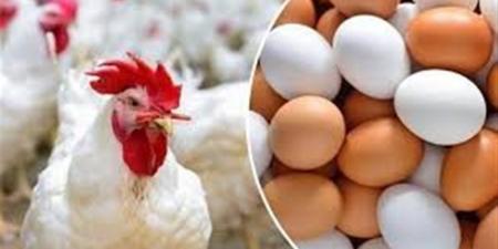 أسعار الفراخ البلدي والبانيه اليوم 12 إبريل 2026 بالسوق المحلي