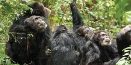 حرب أهلية فى الأدغال.. كيف سقطت «جمهورية» الشمبانزى فى فخ الاقتتال الداخلى؟