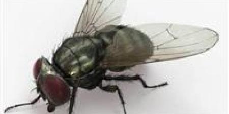 “غزو صيفي ” لماذا يملأ الذباب منزلك ؟ الأسباب الخفيفة وطرق الوقاية