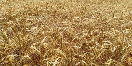 زراعة الإسكندرية: 36 ألف فدان مزروعة بالقمح.. وتوقعات بإنتاجية وجودة عاليتين هذا العام