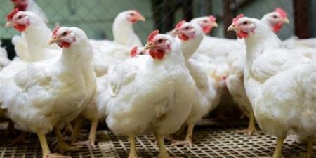 أسعار الفراخ البيضاء في بورصة الدواجن اليوم الجمعة 17-4-2026