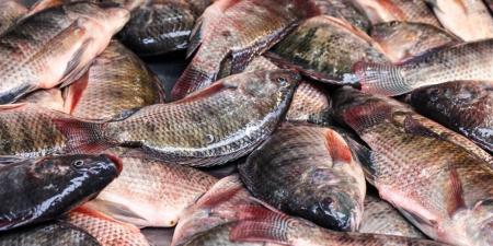 أسعار الأسماك اليوم الجمعة 17 إبريل 2026 في الأسواق المصرية