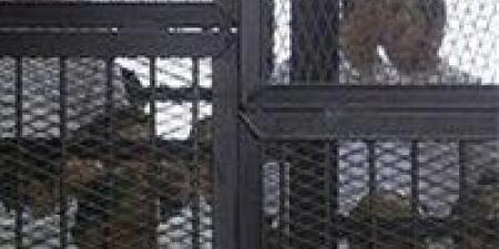 فض الأحراز يقترب.. تأجيل محاكمة الهيكل الإداري لجلسة يونيو