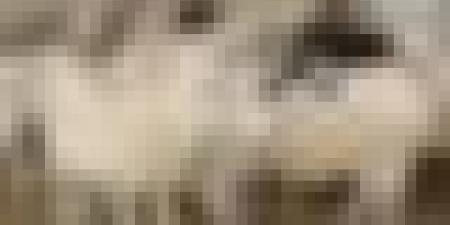 وزارة الفلاحة تطلق رسميا عملية حجز وبيع المواشي المستوردة.. وهذا سعرها