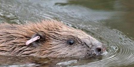 كيف يصنع القندس “درعًا مناخيًا” يحمى الأرض من الكربون؟