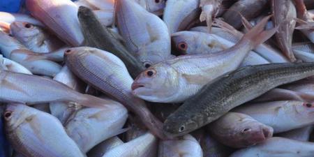 أسعار الأسماك والمأكولات البحرية اليوم في محافظة القاهرة