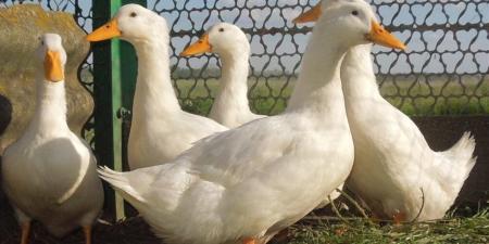 أسعار البط والكتاكيت في أسواق محافظة الغربية اليوم الأحد 19 أبريل 2026