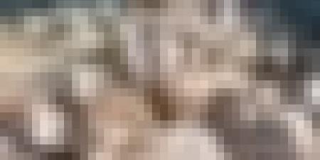 قبل أسابيع قليلة من عيد الأضحى .. تواصل تدفّق شحنات الأغنام المستوردة إلى موانئ البلاد