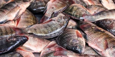 أسعار السمك اليوم الثلاثاء 21 أبريل 2026 في مصر (تحديث يومي)