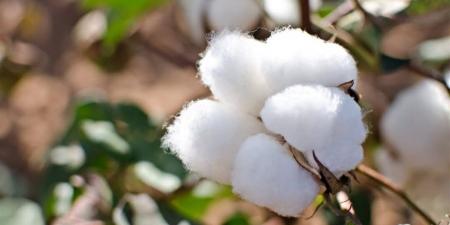 أسعار القطن في مصر اليوم 22 أبريل