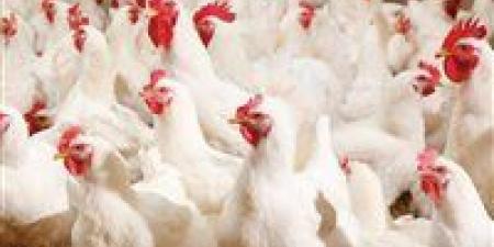 استقرار أسعار الدواجن اليوم.. الفراخ البيضاء تسجل 93.5 جنيه للكيلو