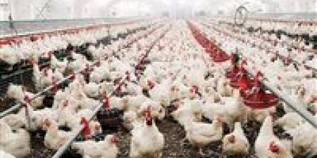 اتحاد منتجي الدواجن: مصر تبدأ تصدير الدواجن المجمدة للخليج.. وأول شحنة إلى قطر