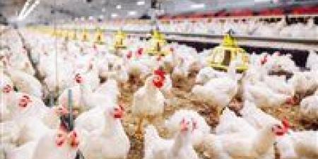 تفاصيل اتجاه مصر لفتح باب التصدير للدواجن المجمدة.. تفاصيل