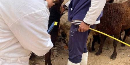 "بيطري الغربية" يطلق قافلة علاجية كبرى بسمنود ويقدم الرعاية لـ 1800 حيوان وطائر