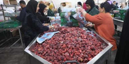 محافظ المنيا: محطة تعبئة فاكهة «البيهو» تنتج 40 طنًا من الفراولة والعنب