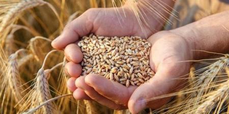 أسعار الحبوب العالمية اليوم 4 مايو